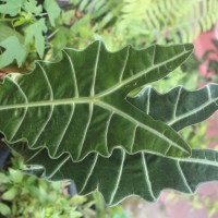 <i>Alocasia sanderiana</i>  W.Bull